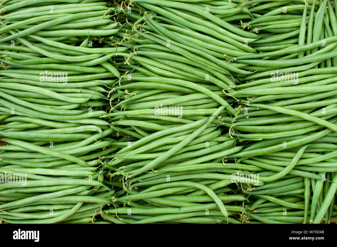 Récoltées en vert les haricots (Phaseolus vulgaris) sur une ferme commerciale, la Tanzanie, l'Afrique de l'Est. Banque D'Images