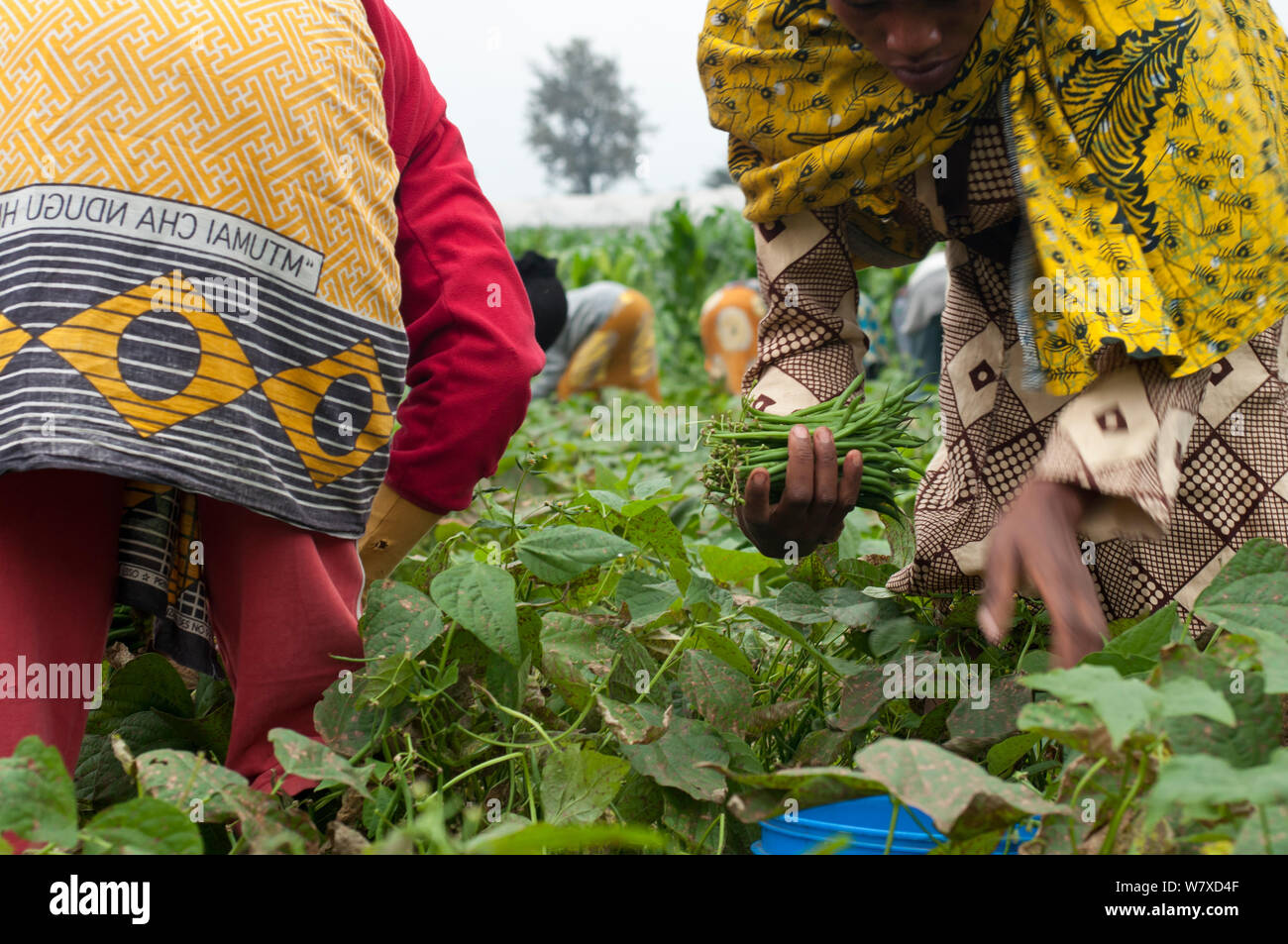 La récolte des haricots verts des femmes (Phaseolus vulgaris) sur les exploitations agricoles de haricots. Les femmes portent des vêtements traditionnels (&# 39;kangas&# 39# 39 ; et &&# 39;kitenge ;). Tanzanie, Afrique de l'Est. Août 2011. Banque D'Images