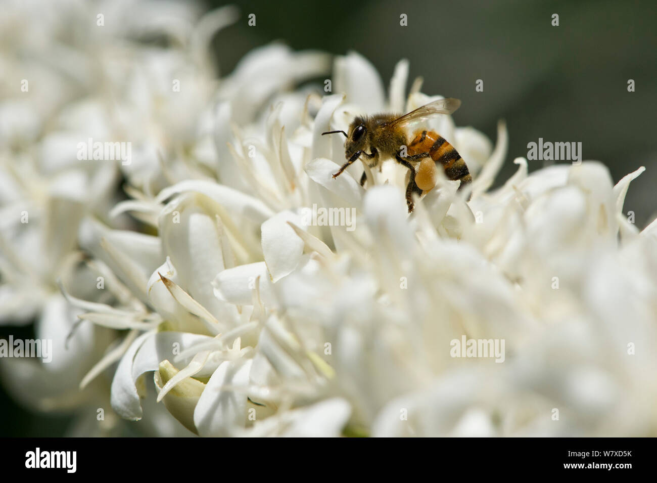 L'abeille africaine (Apis mellifera scutellata) sur fleur de café (Coffea arabica) arbuste. Ferme de café commercial, la Tanzanie, l'Afrique de l'Est. Banque D'Images