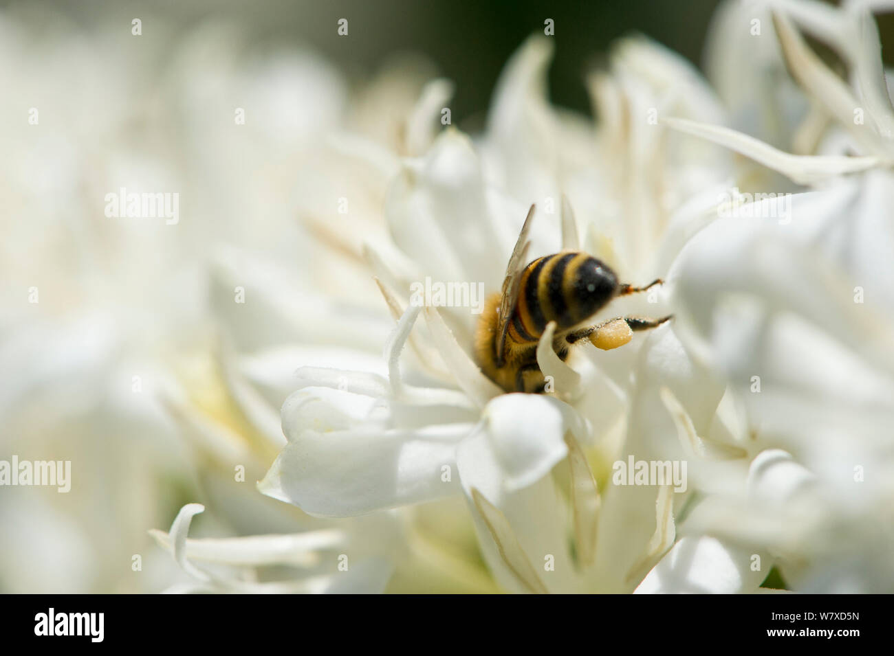 L'abeille africaine (Apis mellifera scutellata) se nourrissant de fleurs de café (Coffea arabica) arbuste. Ferme de café commercial, la Tanzanie, l'Afrique de l'Est. Banque D'Images