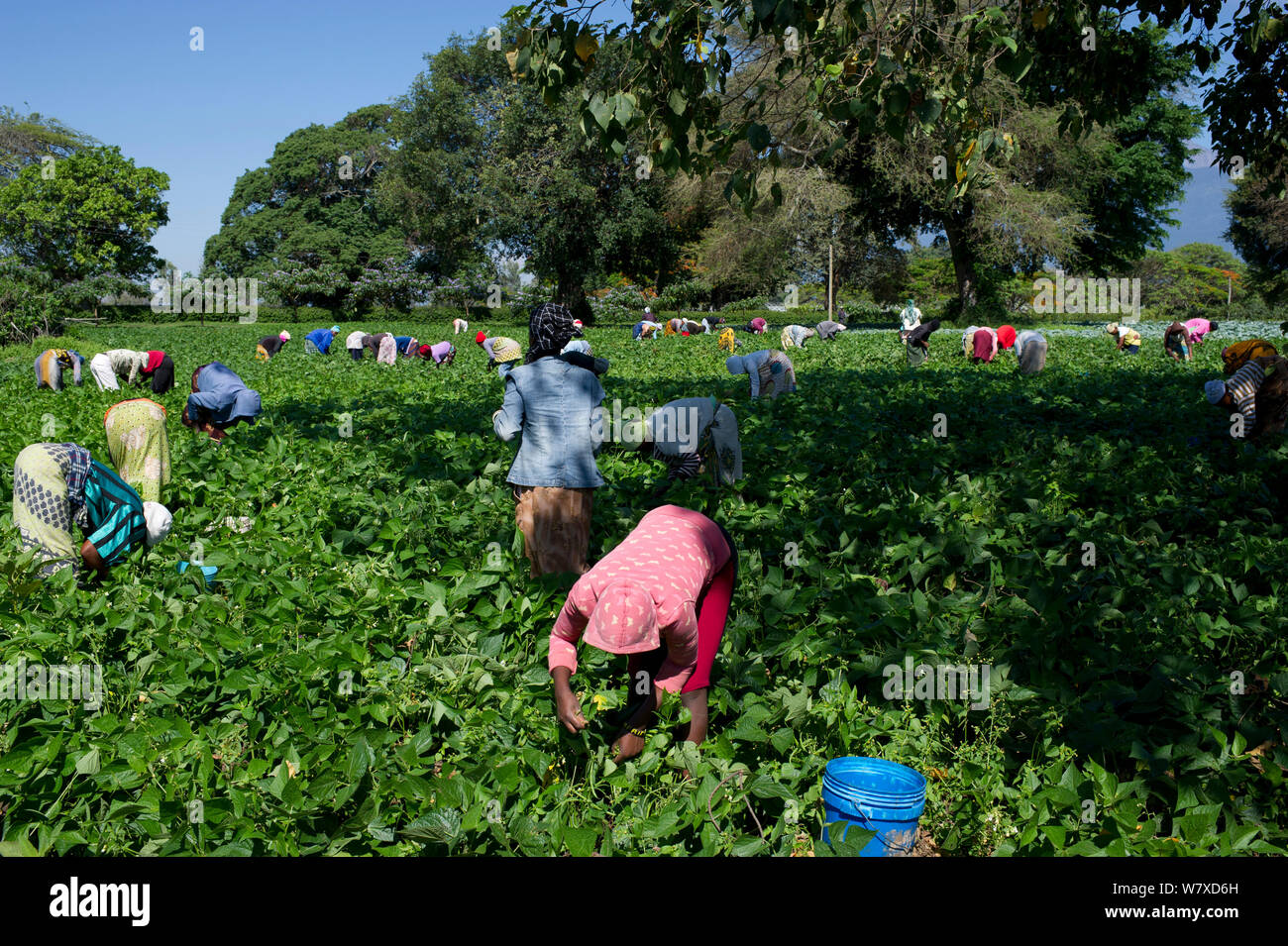 Les femmes dans le champ de la récolte de haricots verts (Phaseolus vulgaris) sur une ferme commerciale. Les femmes portent des vêtements traditionnels (&# 39;kangas&# 39# 39 ; et &&# 39;kitenge ;). Tanzanie, Afrique de l'Est. Novembre 2012. Banque D'Images