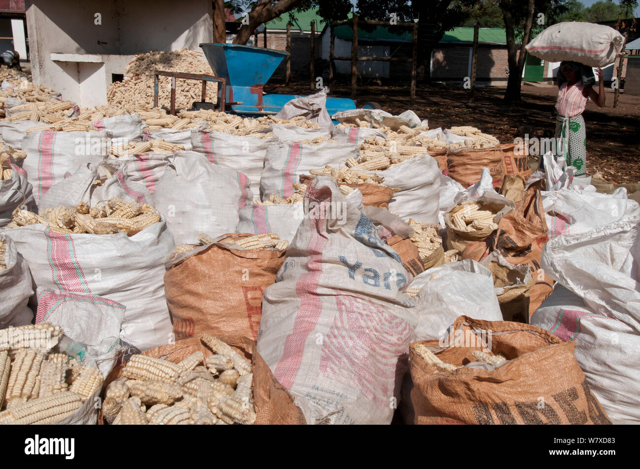 De nombreux sacs de maïs (Zea mays) égrener avec femme portant un sac sur sa tête. Maïs commercial ferme, la Tanzanie, l'Afrique de l'Est. Octobre 2011. Banque D'Images
