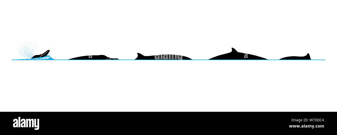 Illustration de la comportement de plongée une Strap-Toothed Mesoplodon layardii (baleines). Banque D'Images