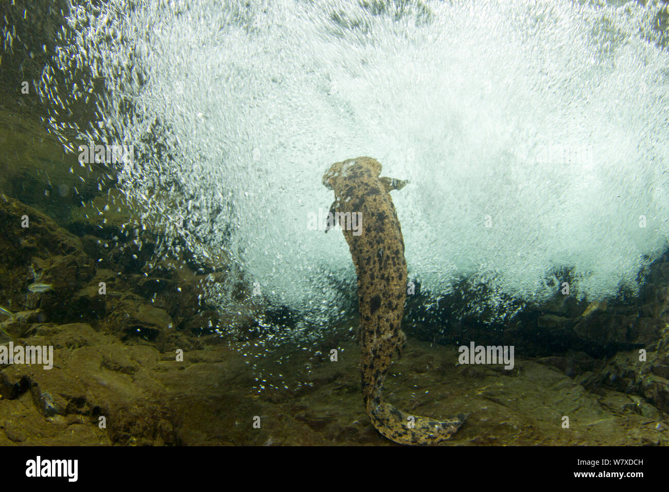 Salamandre géante du Japon (Andrias japonicus) mâle nageant dans le courant. Rivière Ichikawa, Okayama, Japon, septembre. Banque D'Images