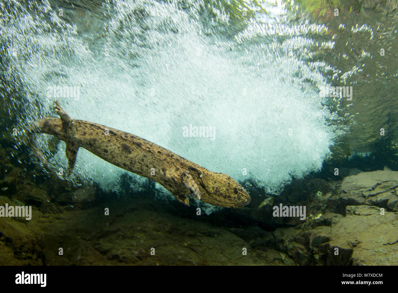 Salamandre géante du Japon (Andrias japonicus) mâle nageant dans le courant. Rivière Ichikawa, Okayama, Japon, septembre. Banque D'Images