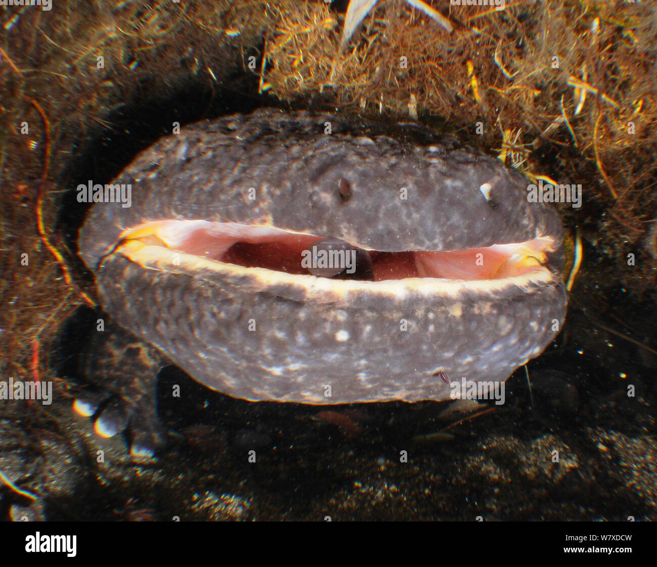 Salamandre géante du Japon (Andrias japonicus) mâle avec les jeunes dans la bouche. Hino rivière, Nichinan-chou, Tottori, Japon, mars. Banque D'Images