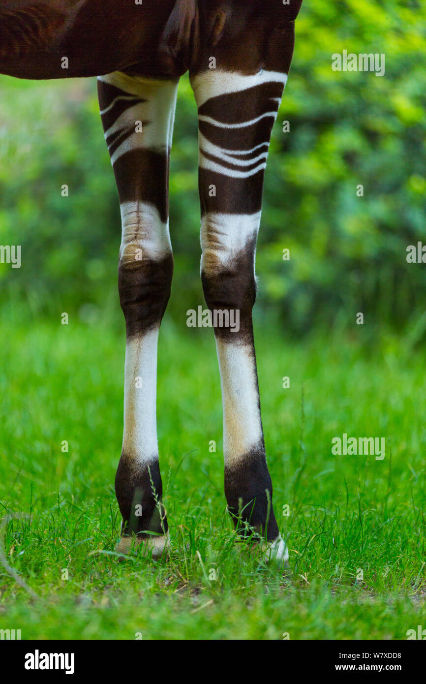 L'Okapi (Okapia johnstoni) close up de rayures sur les pattes de devant, captive, se produit en forêt de l'Ituri, République démocratique du Congo. Banque D'Images