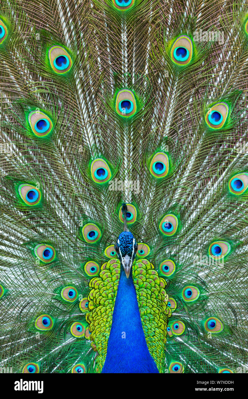 Pavo cristatus (paons indiens) peacock afficher les plumes, captive, se produit en Asie du Sud. Banque D'Images