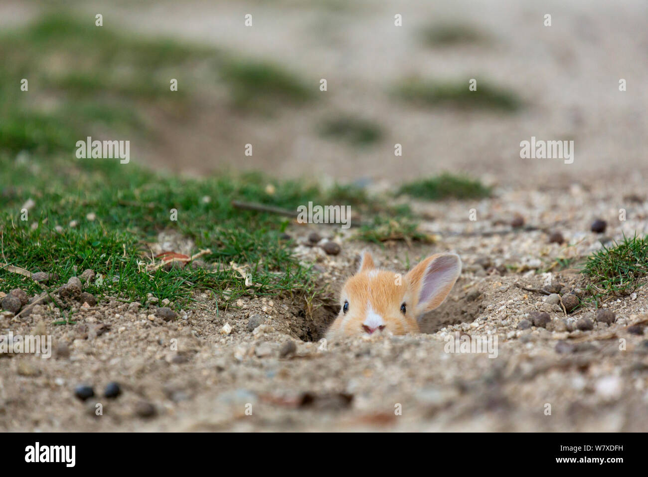 Les sauvages lapin (Oryctolagus cuniculus) piquer bébé tête hors de terrier. L'Île Okunojima, également connu sous le nom de Rabbit Island, Hiroshima, Japon. Banque D'Images