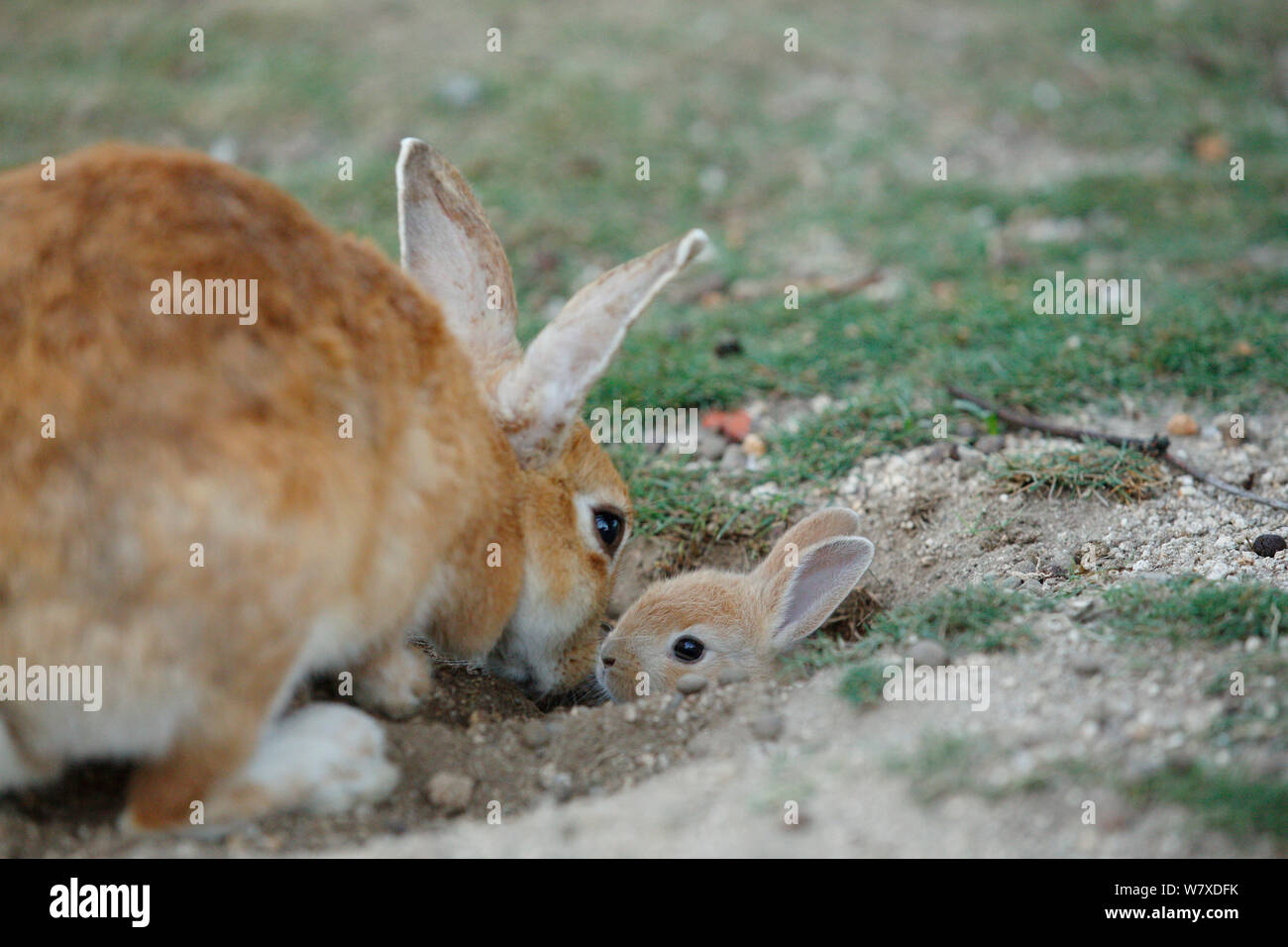 Les sauvages lapin (Oryctolagus cuniculus) mère bébé souhaits coller la tête de burrow, Okunojima Island, également connu sous le nom de Rabbit Island, Hiroshima, Japon. Banque D'Images
