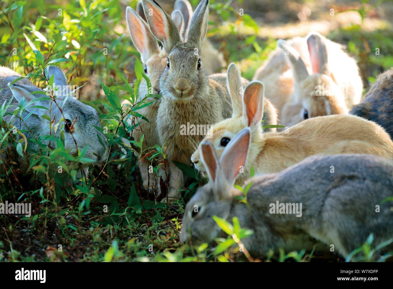 La population de lapins domestiques (Oryctolagus cuniculus), l'alimentation des groupes Okunojima Island, également connu sous le nom de Rabbit Island, Hiroshima, Japon. Banque D'Images