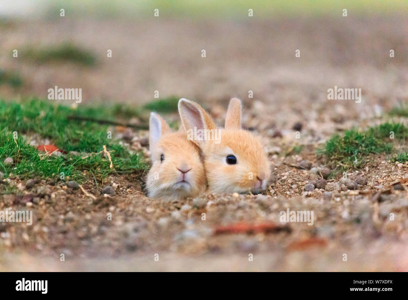 Les sauvages lapin (Oryctolagus cuniculus) bébés poussant la tête de nid, Okunojima Island, également connu sous le nom de Rabbit Island, Hiroshima, Japon. Banque D'Images