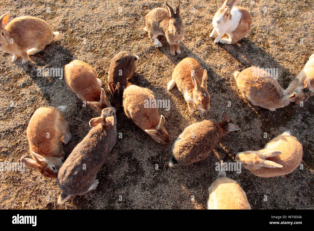 Les sauvages lapin (Oryctolagus cuniculus) rassemblement du groupe à être nourris, Okunojima Island, également connu sous le nom de Rabbit Island, Hiroshima, Japon. Banque D'Images