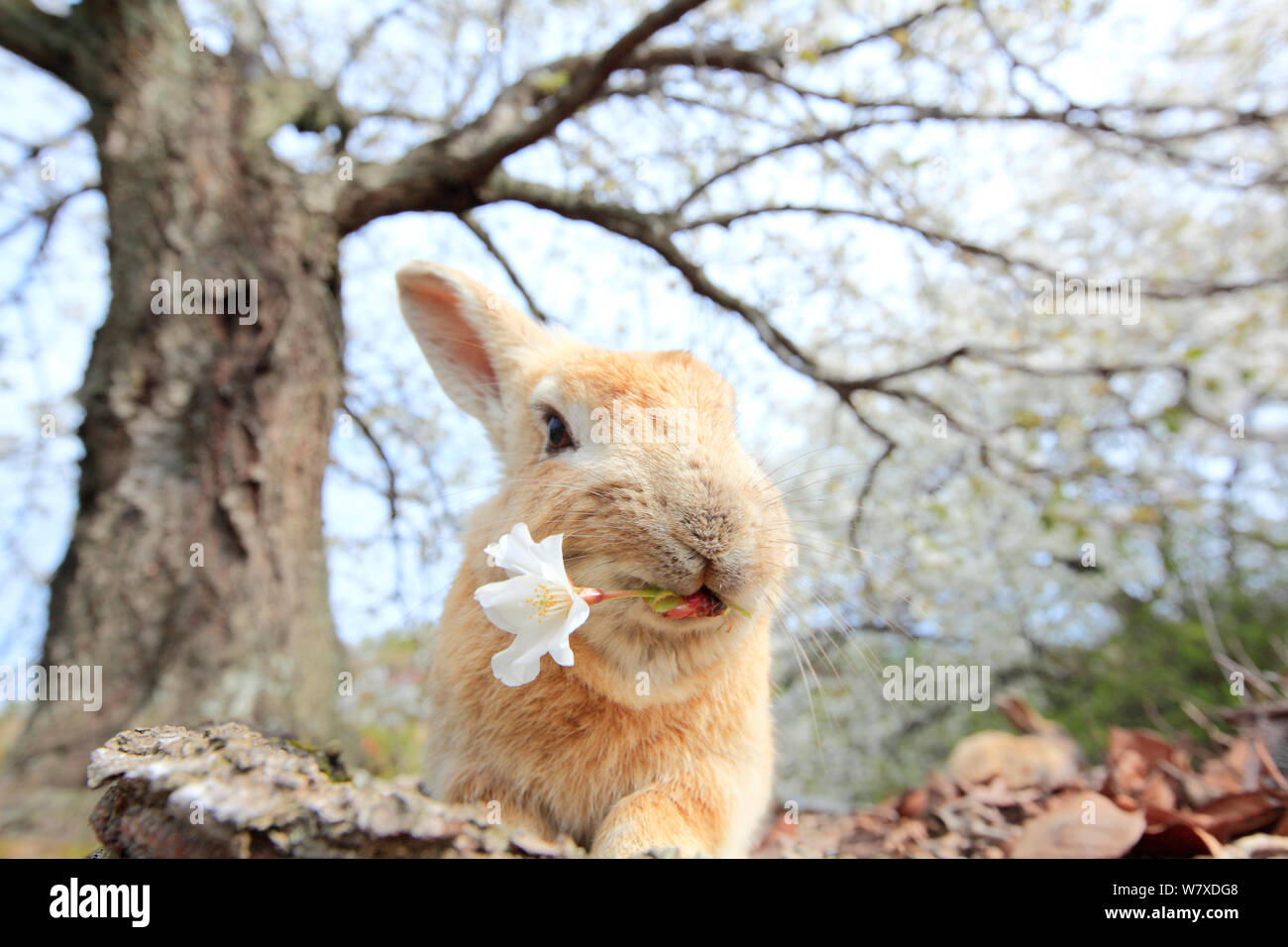 Les sauvages lapin (Oryctolagus cuniculus) se nourrissant de fleur de cerisier, Okunojima Island, également connu sous le nom de Rabbit Island, Hiroshima, Japon. Banque D'Images