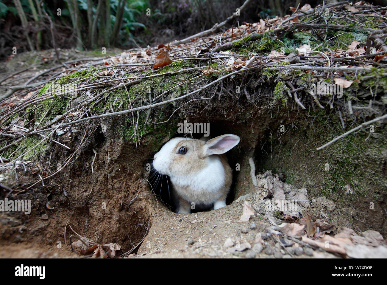 Les sauvages lapin (Oryctolagus cuniculus) de warren, Okunojima Island, également connu sous le nom de Rabbit Island, Hiroshima, Japon. Banque D'Images