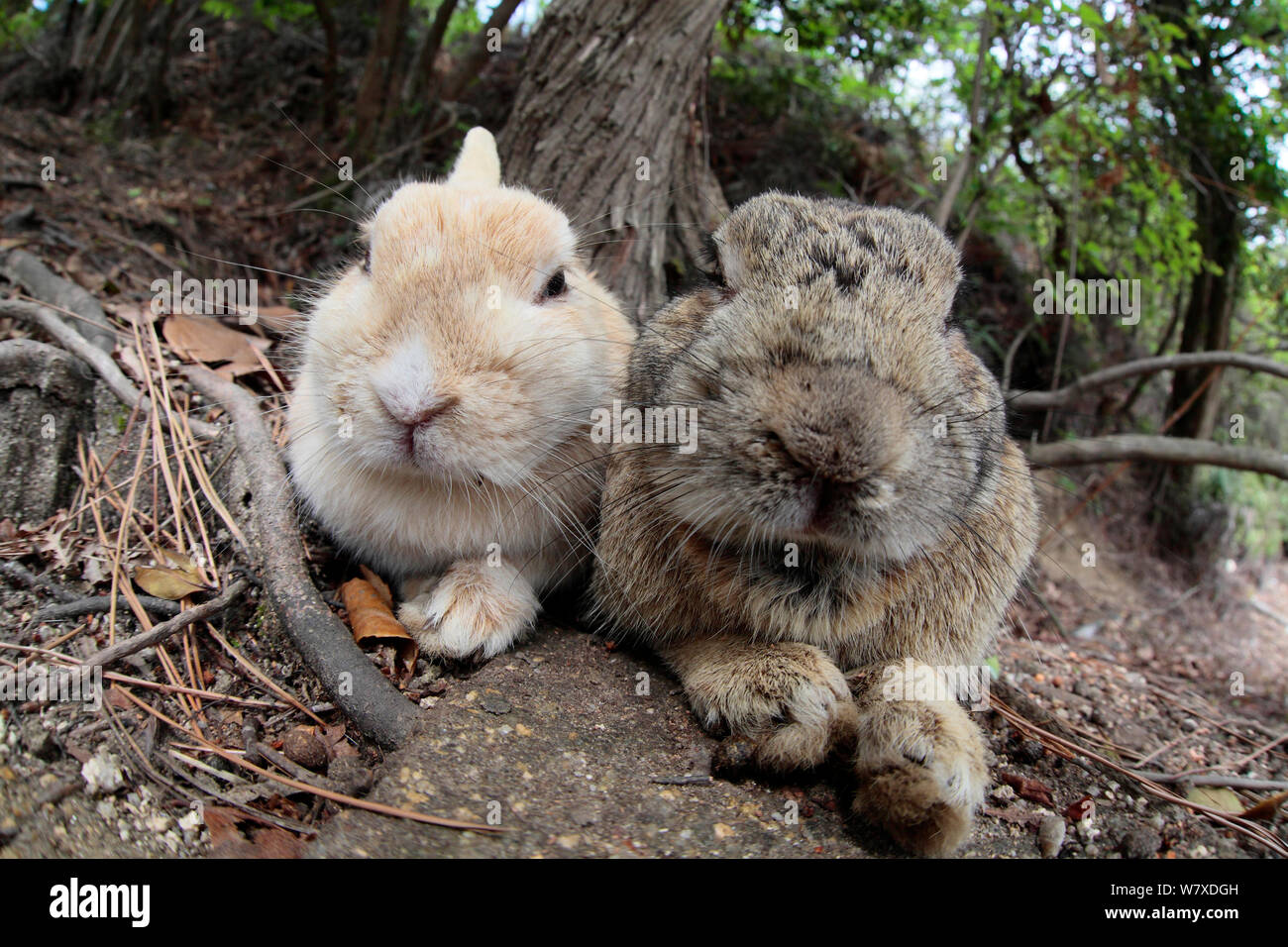 Les sauvages lapin (Oryctolagus cuniculus) paire avec le repos, l'Île Okunojima, également connu sous le nom de Rabbit Island, Hiroshima, Japon. Banque D'Images