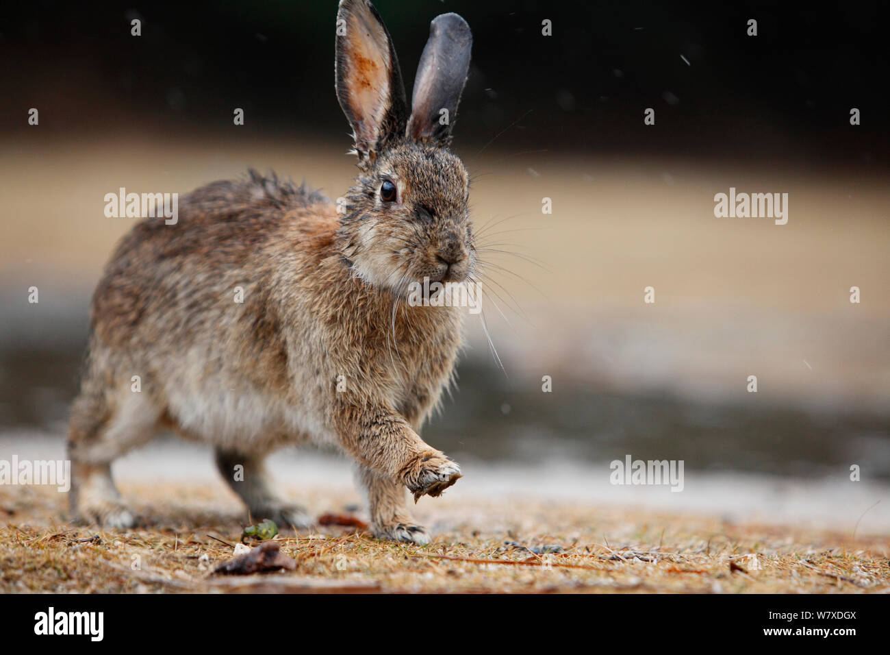 Les sauvages lapin (Oryctolagus cuniculus) avec fourrure humide, Okunojima Island, également connu sous le nom de Rabbit Island, Hiroshima, Japon. Banque D'Images