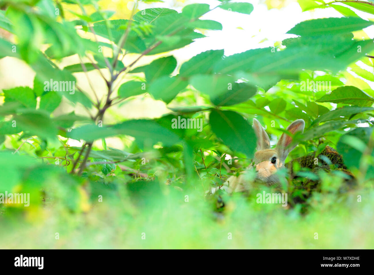 Les sauvages lapin (Oryctolagus cuniculus) reposant dans la végétation, l'Île Okunojima, également connu sous le nom de Rabbit Island, Hiroshima, Japon. Banque D'Images