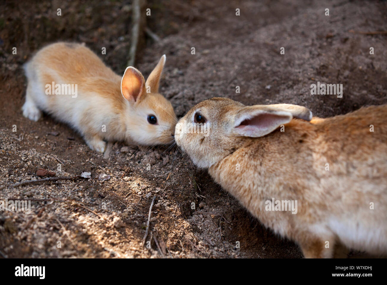 Les sauvages lapin (Oryctolagus cuniculus) la mère et l'enfant, nez à nez Okunojima Island, également connu sous le nom de Rabbit Island, Hiroshima, Japon. Banque D'Images