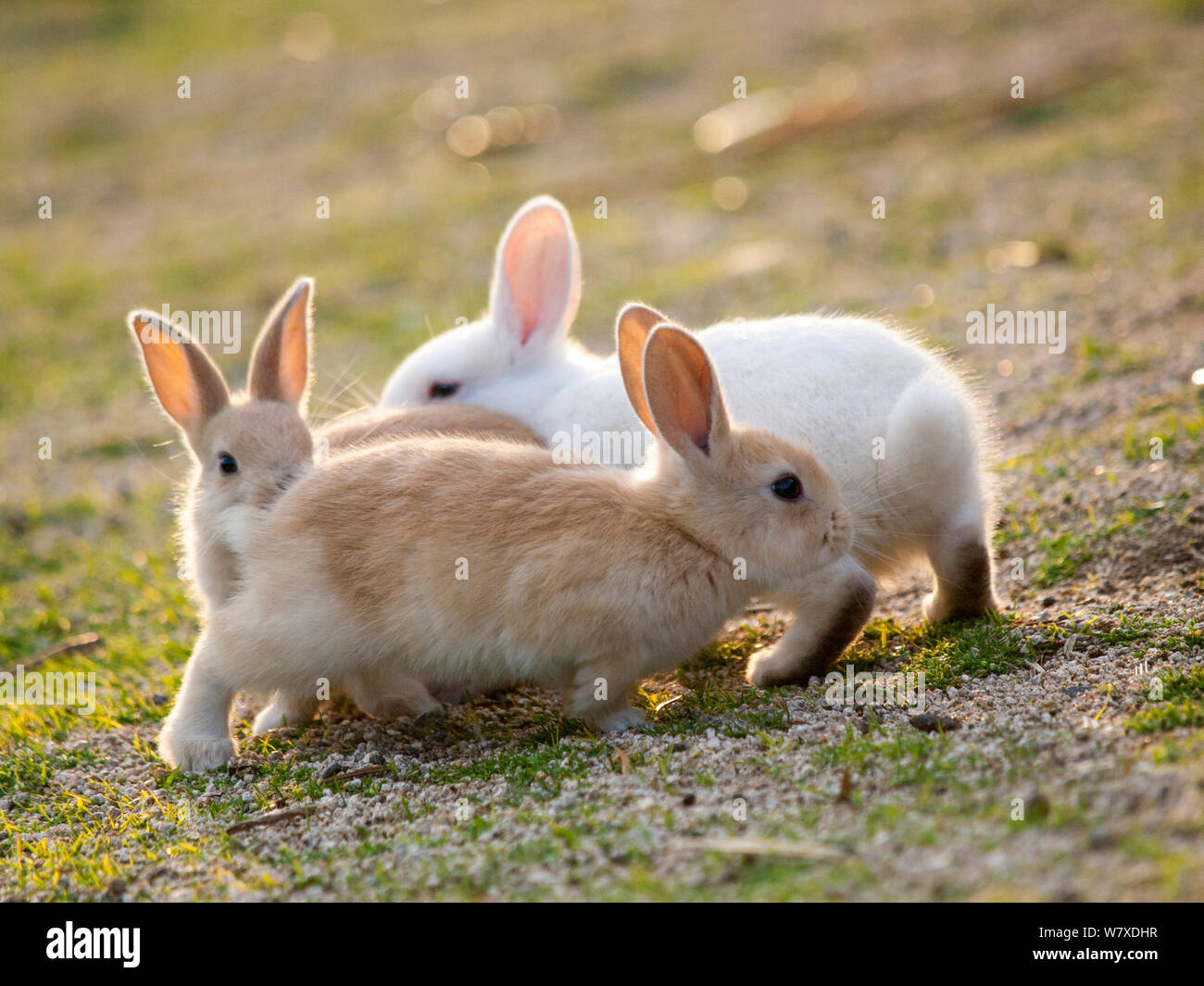 Les sauvages lapin (Oryctolagus cuniculus) bébés chassant l'autre, l'Île Okunojima, également connu sous le nom de Rabbit Island, Hiroshima, Japon. Banque D'Images