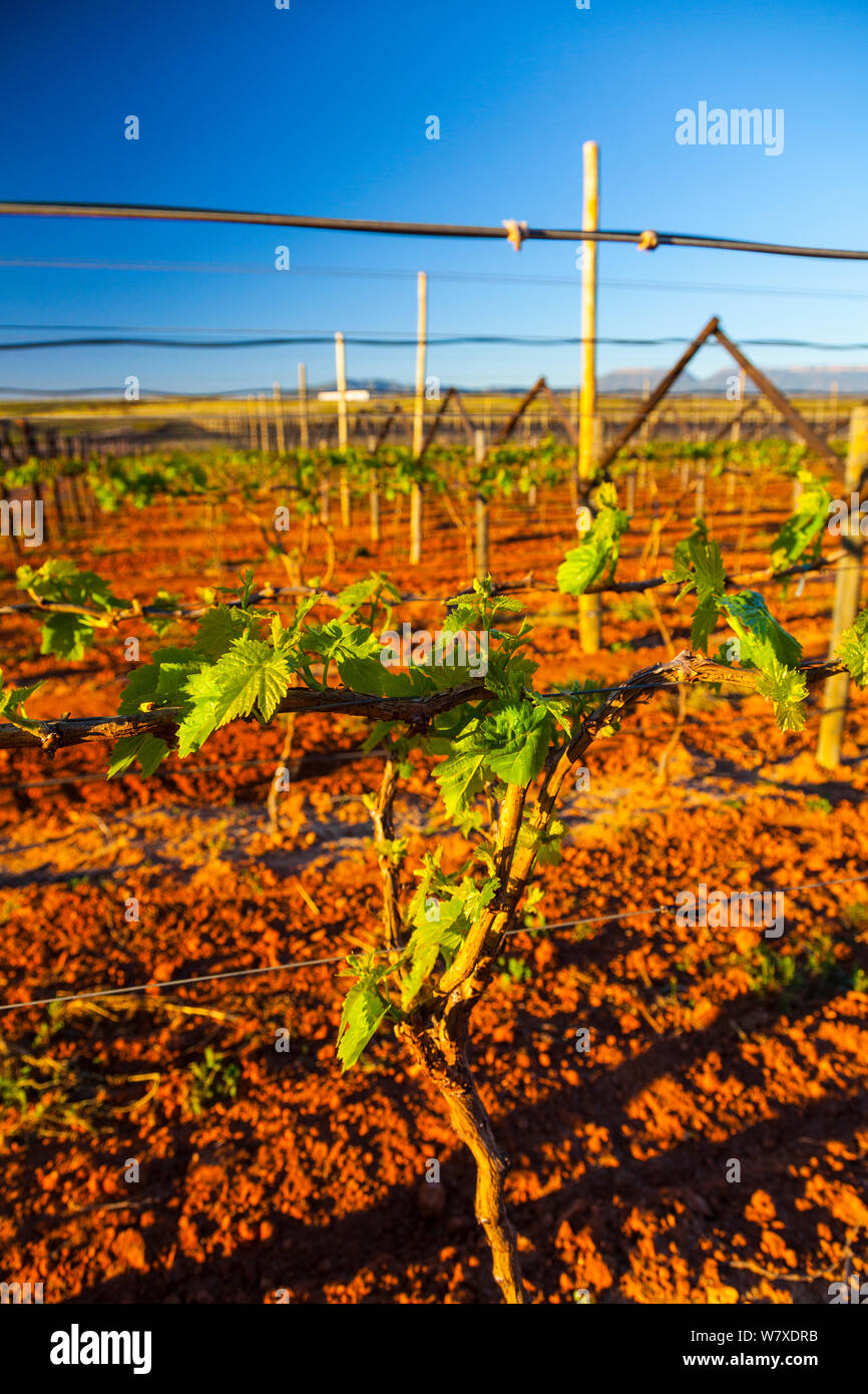 Vignoble, avec vignes sur les fils de palissage, Vanrhynsdorp, province de Western Cape, Afrique du Sud, septembre 2012. Banque D'Images