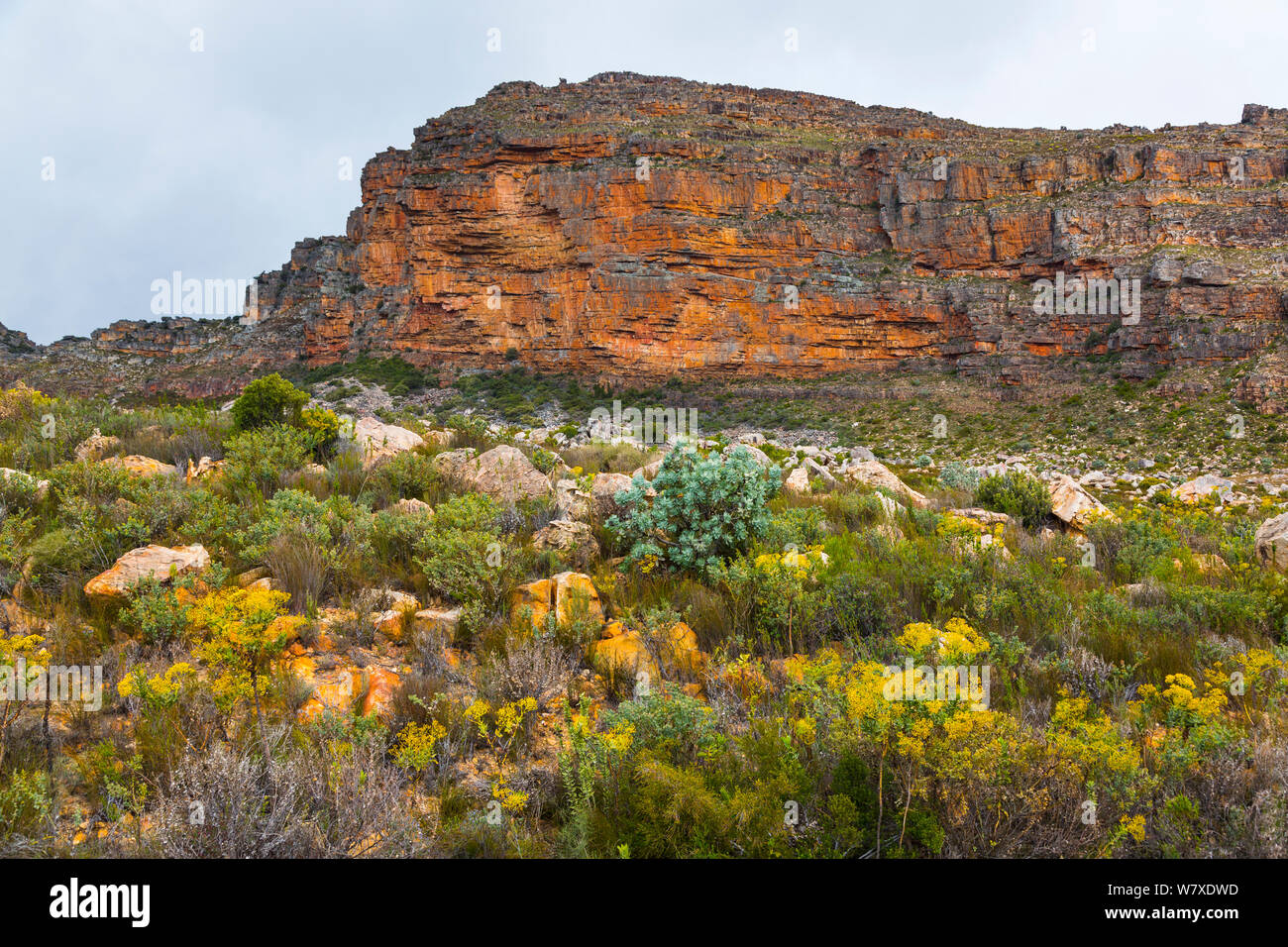 Les falaises et la végétation succulente, Pakhuis Pass, fleurs sauvages, Clanwilliam, montagnes Cederberg, province de Western Cape, Afrique du Sud, septembre 2012. Banque D'Images