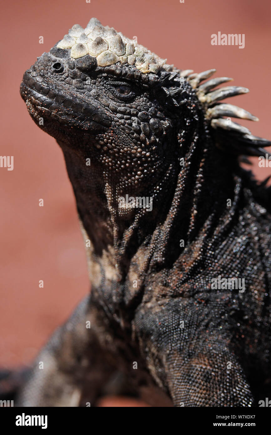 Iguane marin (Amblyrhynchus cristatus) Ile Rabida, Galapagos. Banque D'Images