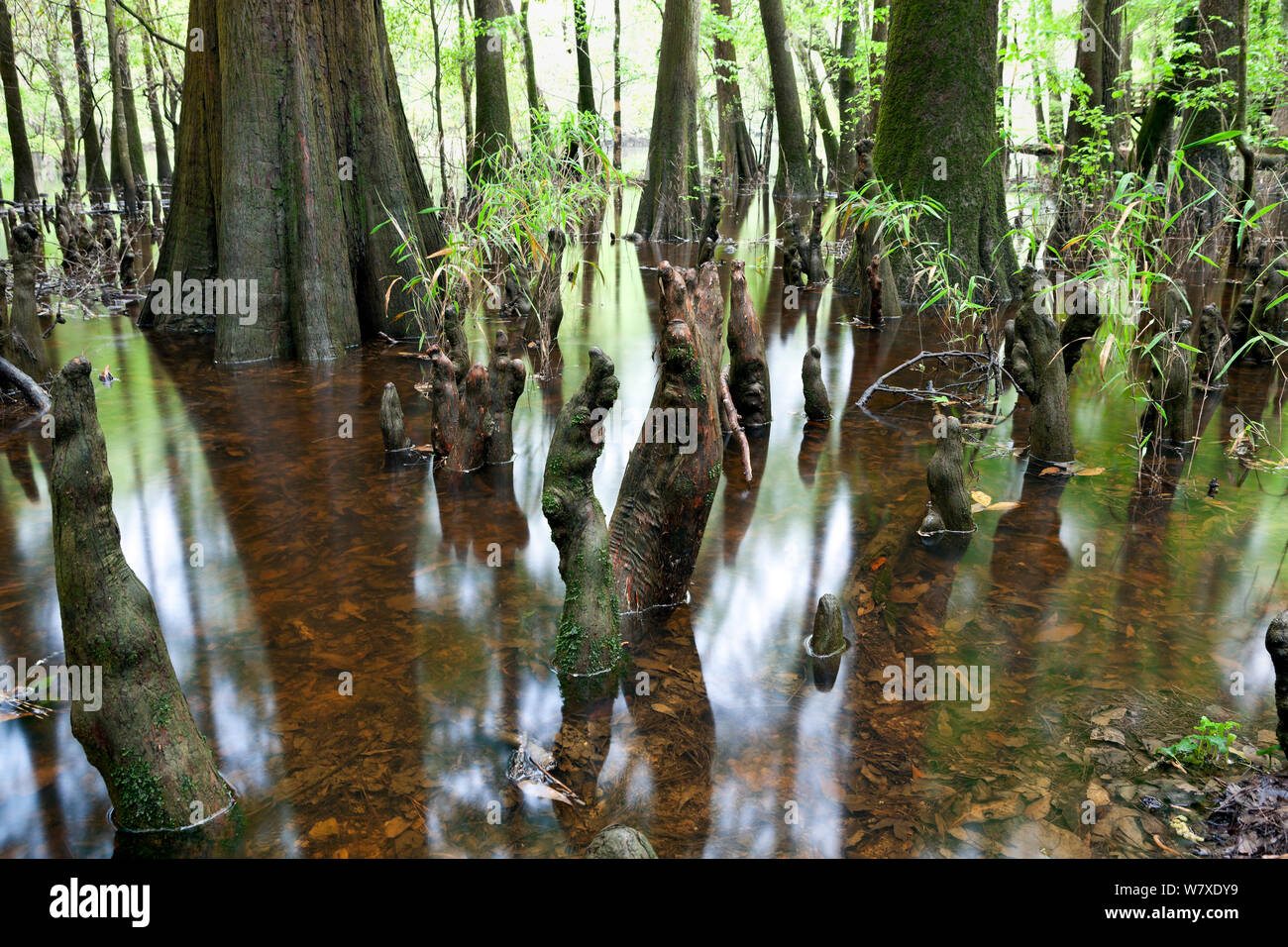 Le bord de lac Weston avec le cyprès chauve (Taxodium distichum) arbres et les genoux en Congaree National Park, South Carolina, USA. Banque D'Images