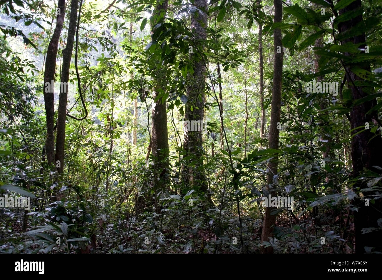 Paysage de la forêt de l'Ituri, République démocratique du Congo, novembre 2011. Banque D'Images