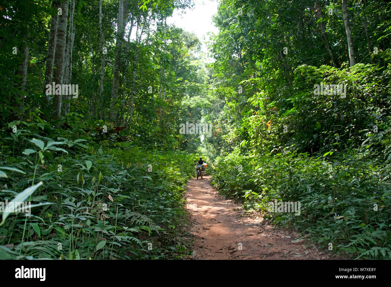Route à travers la forêt de l'Ituri, République démocratique du Congo, l'Afrique, décembre 2011. Banque D'Images