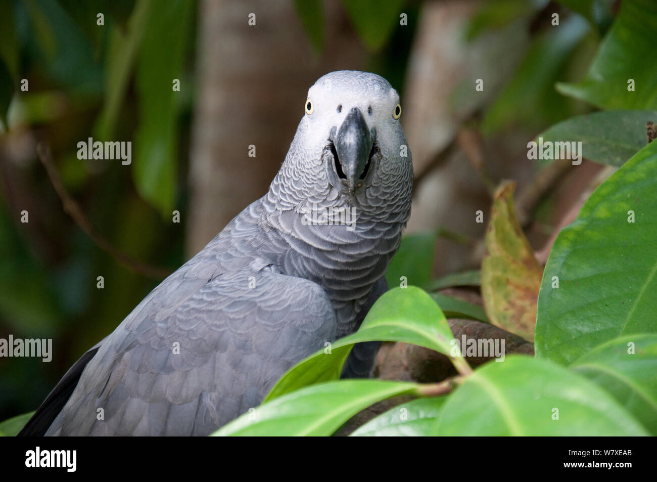 Wild perroquet gris d'Afrique (Psittacus erithacus) capturées par les bantou, République démocratique du Congo. Banque D'Images
