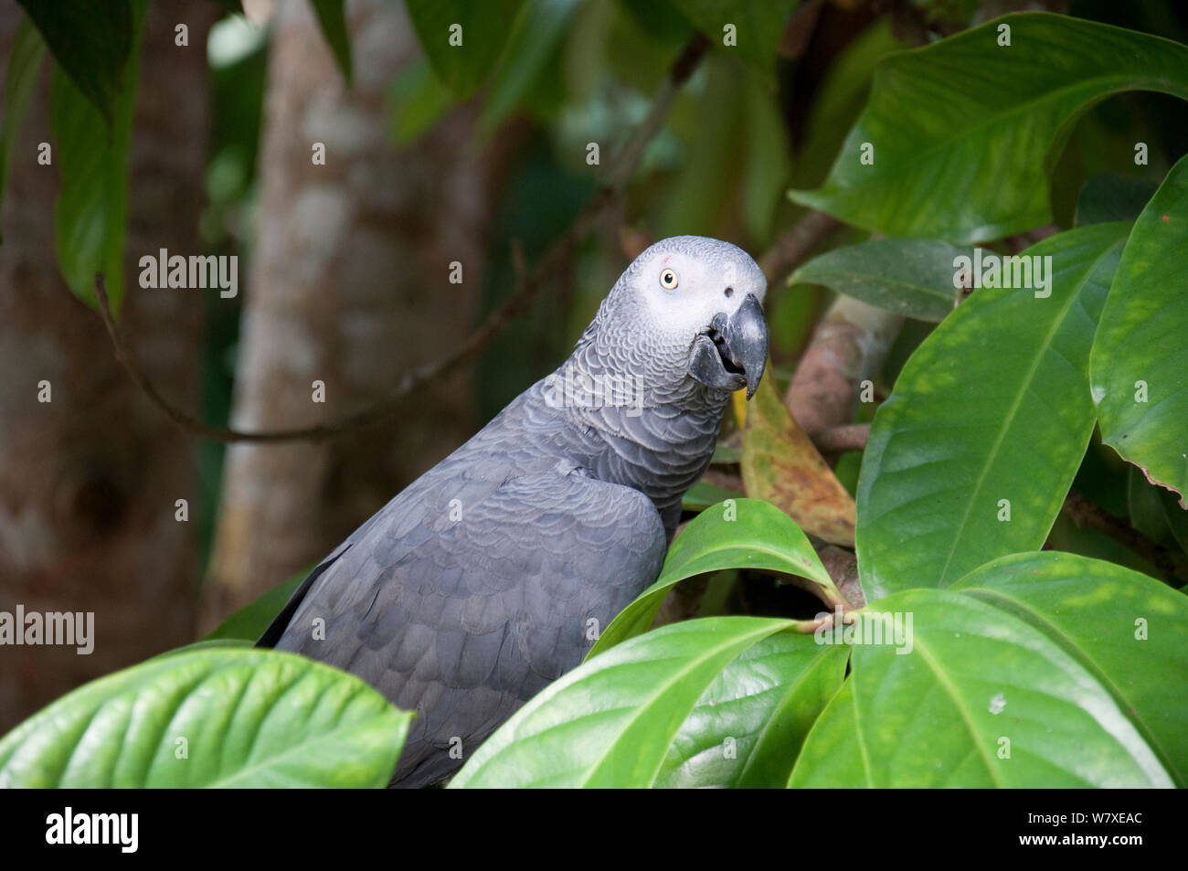 Wild perroquet gris d'Afrique (Psittacus erithacus) capturées par les bantou, République démocratique du Congo. Banque D'Images