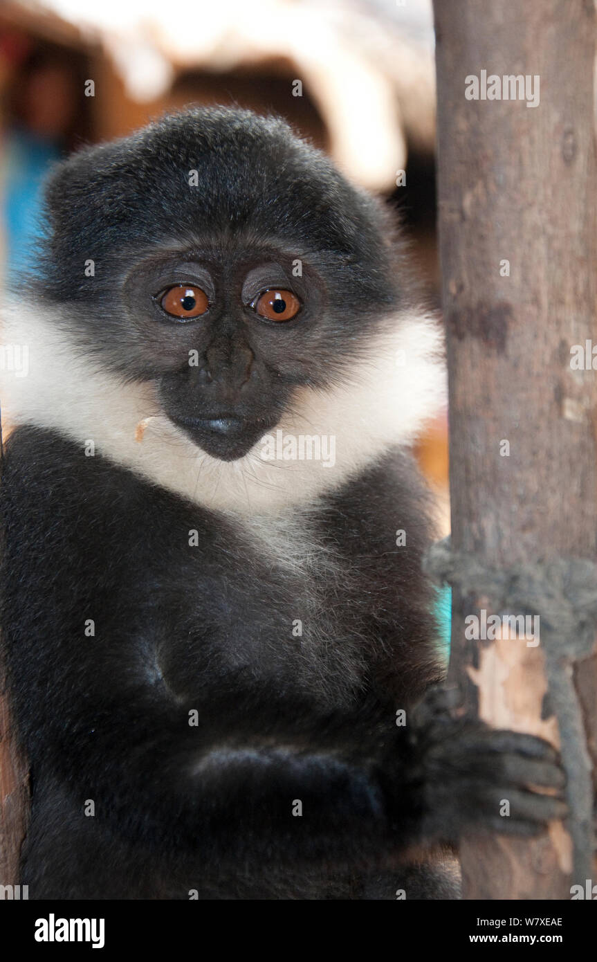 L&# 39;Hoest&# 39;s monkey (Cercopithecus lhoesti) pris pour la brousse, forêt de l'Ituri, République démocratique du Congo, janvier 2012. Banque D'Images