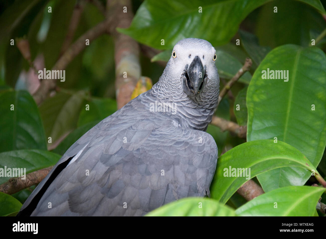 Wild perroquet gris d'Afrique (Psittacus erithacus) capturées par les bantou, République démocratique du Congo. Banque D'Images