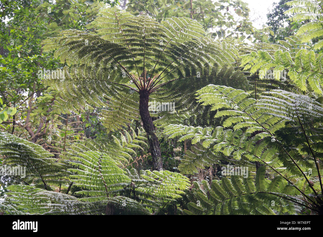 Fougères (Pteridophyta) Ruwenzoris de montagnes à 2500m, République démocratique du Congo. Banque D'Images