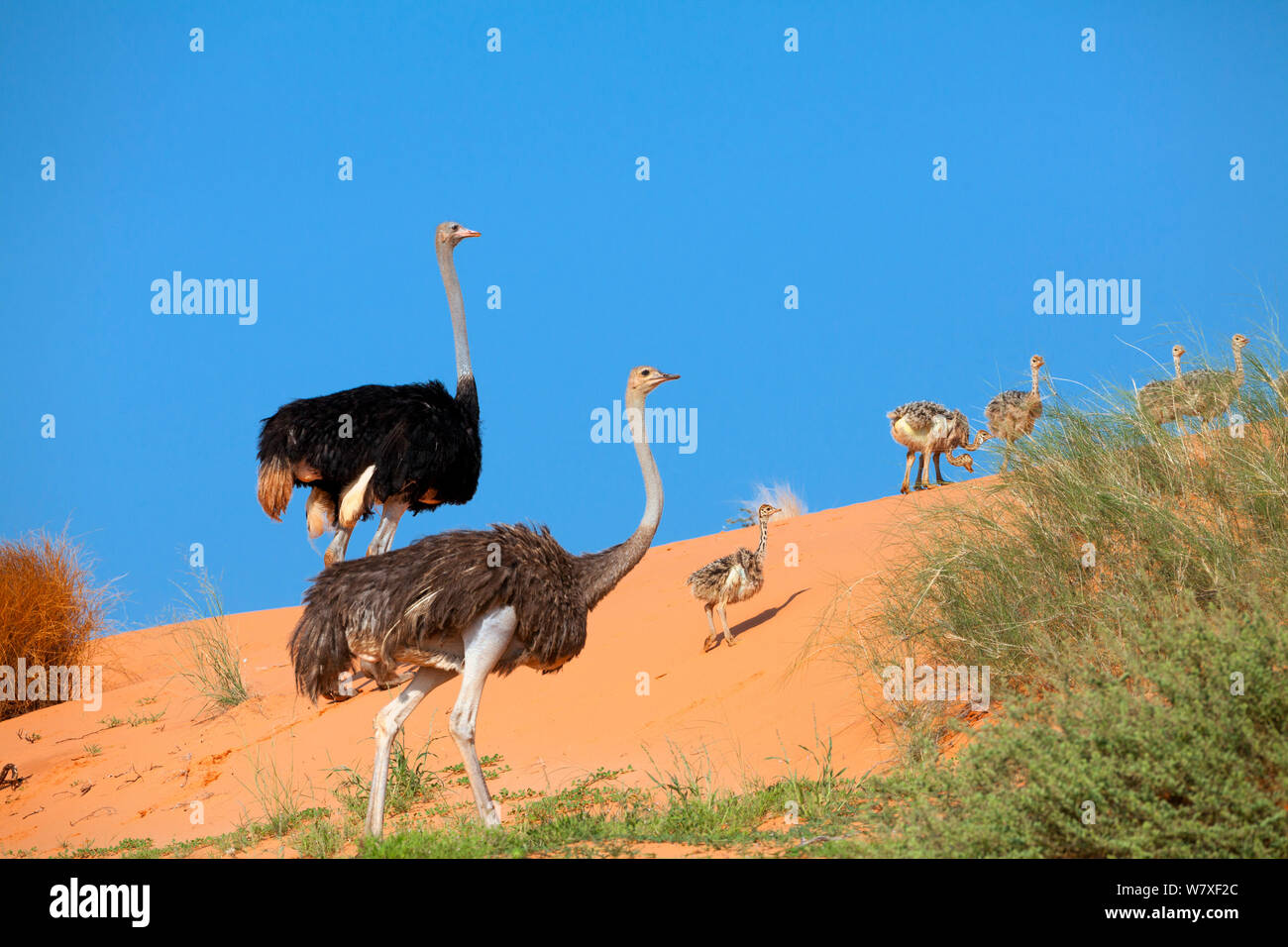 Autruche (Struthio camelus) paire et les poussins sur dune dans le Kalahari. Kgalagadi Transfrontier Park, Afrique australe, février. Banque D'Images