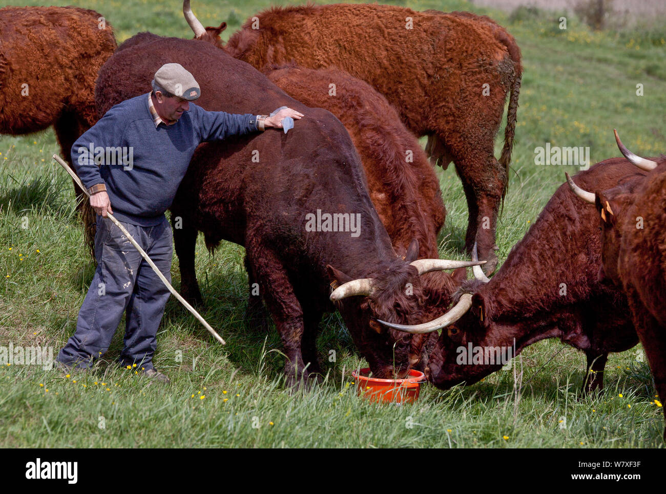 Alimentation agriculteur Salers bull et troupeau près de Craonne, Picardie, France, mai 2014. Banque D'Images