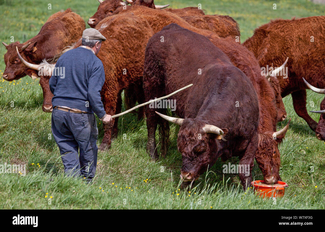 Alimentation agriculteur Salers bull et troupeau près de Craonne, Picardie, France, mai 2014. Banque D'Images