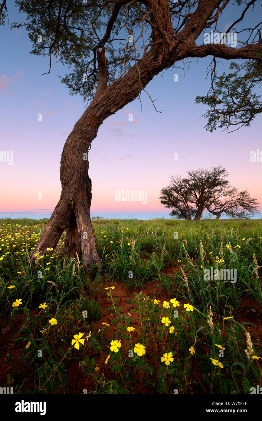 Coucher de soleil sur le paysage typique de l'été du Kalahari. Kgalagadi Transfrontier Park, Afrique australe. Janvier 2010. Les non-ex. Banque D'Images
