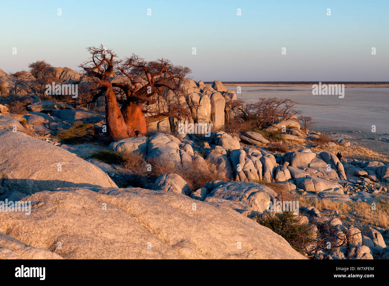 Les roches et les baobabs au lever du soleil. Kubu Island, Makgadikgadi Pans, au Botswana. Mai 2012. Les non-ex. Banque D'Images