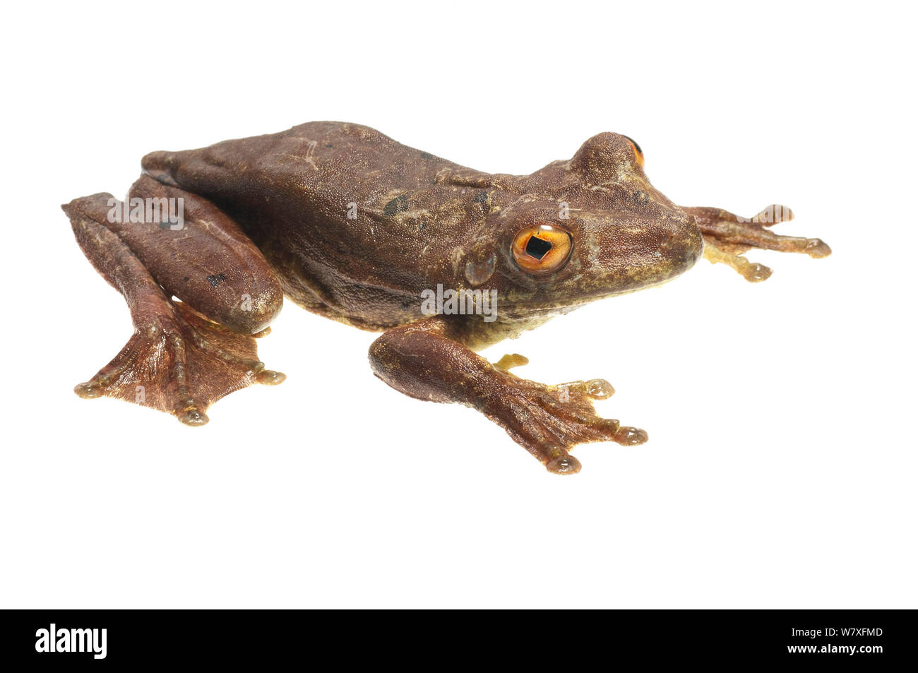 Gladiator tree frog (Hypsiboas boans), fleuve Berbice, Guyana, septembre. Meetyourneighbors.net projet. Banque D'Images