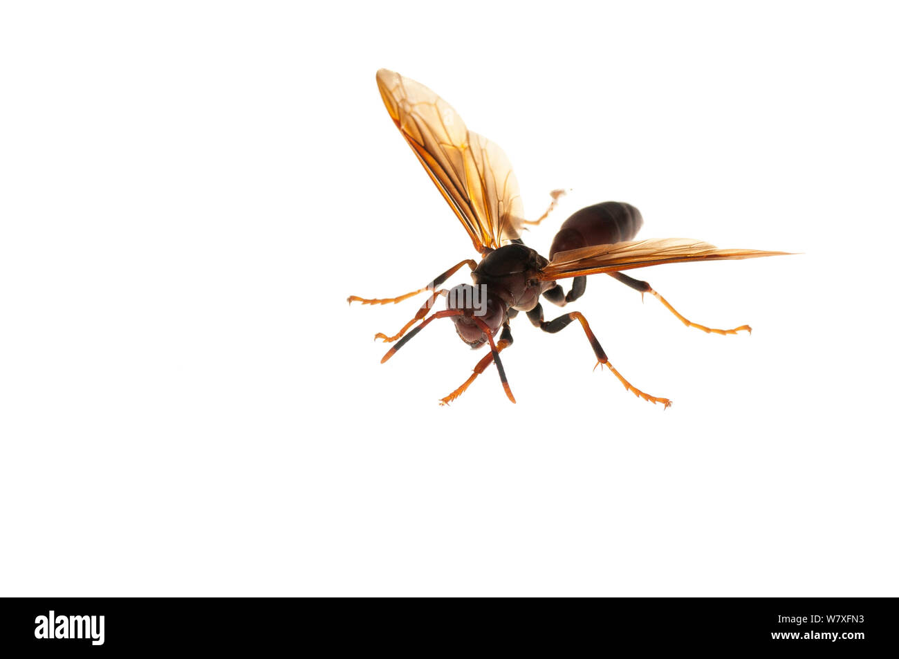 (Guêpe Polistes sp) Dadanawa Ranch, Guyana, juillet. Meetyourneighbors.net projet. Banque D'Images