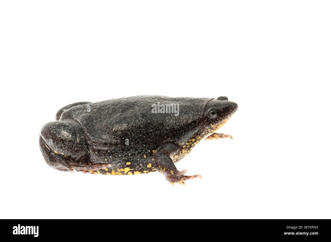 Surinam (Elachistocleis surinamensis grenouille ovale), montagnes Kanuku, Guyana, juillet. Meetyourneighbors.net projet. Banque D'Images