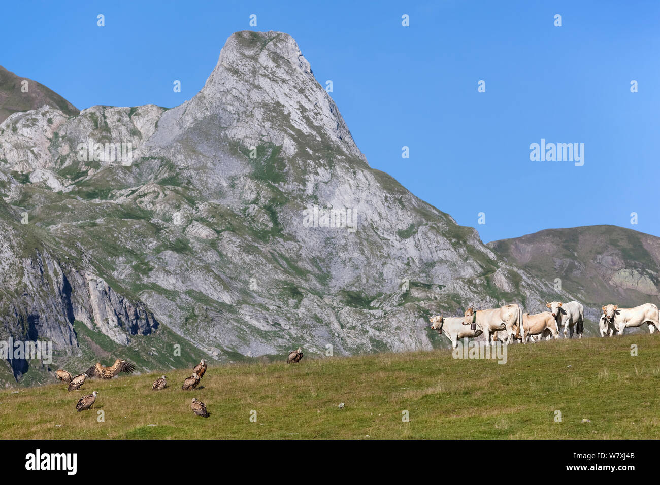 Vautours fauves (Gyps fulvus) sur le sol près de bovins, Parc National des Pyrénées, France, juillet 2014. Banque D'Images