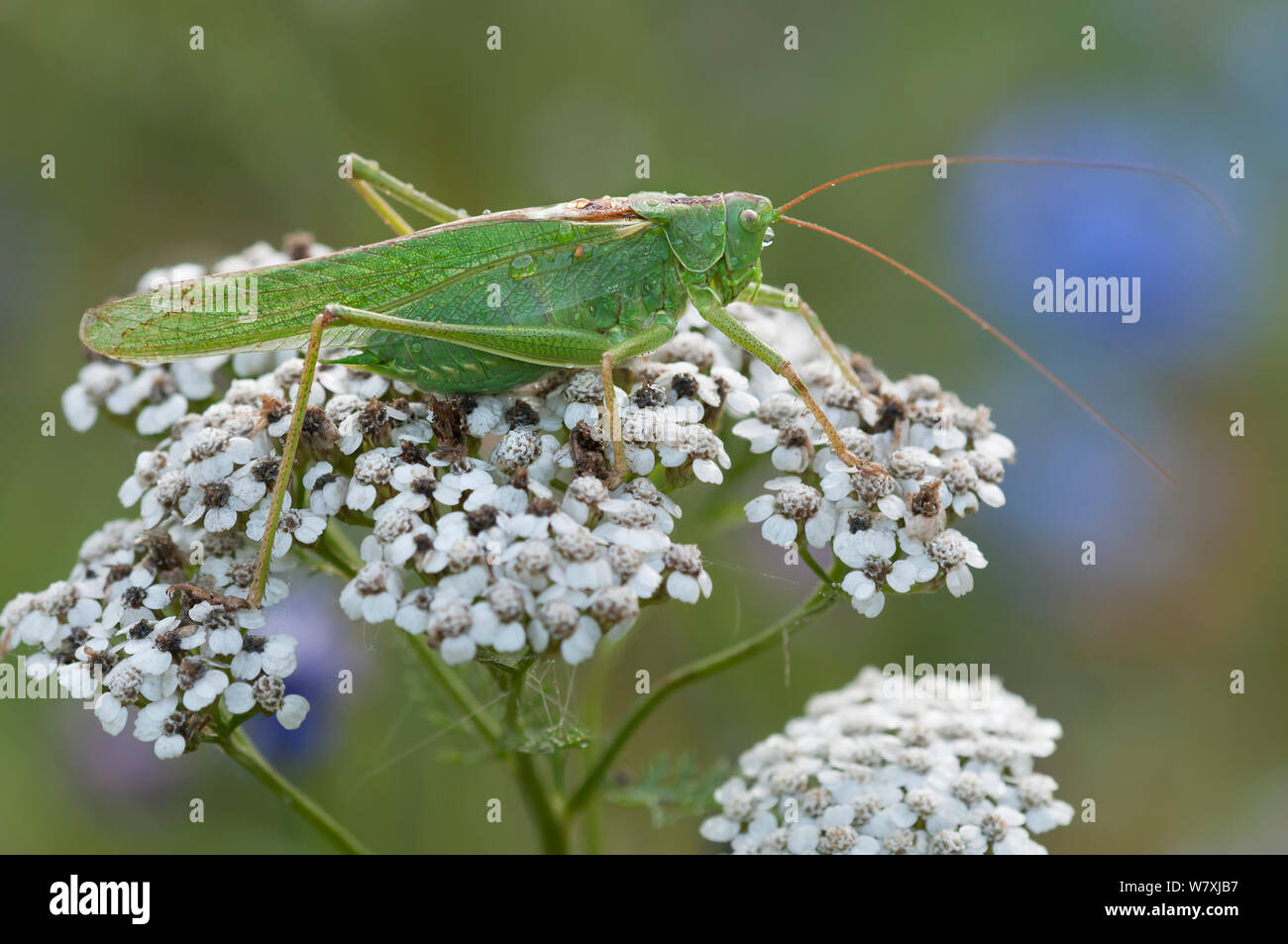 (Tettigonia viridissima) Inslag, Brasschaat, Belgique, juillet. Banque D'Images
