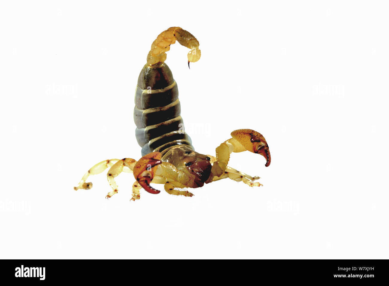 Grand-scorpion (Scorpio maurus griffus) en position défensive, le Maroc. Banque D'Images