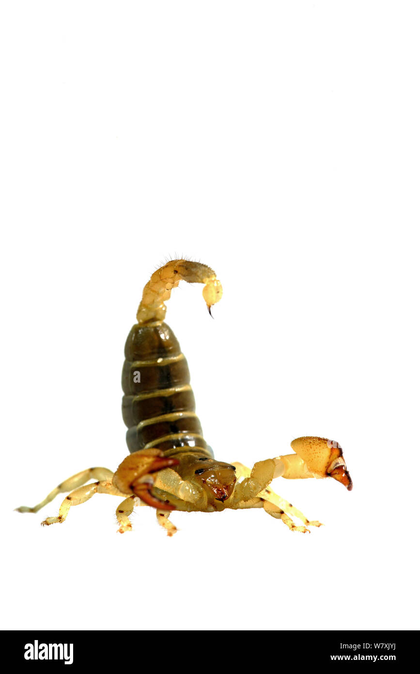 Grand-scorpion (Scorpio maurus griffus) en position défensive, le Maroc. Banque D'Images