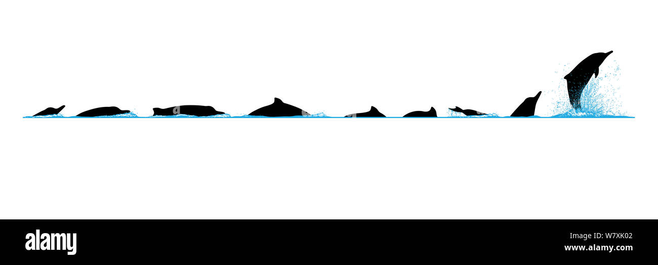 Illustration de la plongée sous-marine et d'une séquence à bosse de l'Indo-Pacifique Dolphin (Sousa chinensis). Banque D'Images