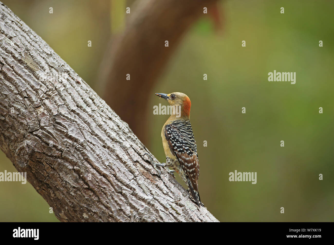 Pic à couronne rouge (Melanerpes rubricapillus) sur une branche, Trinité-et-Tobago. Banque D'Images