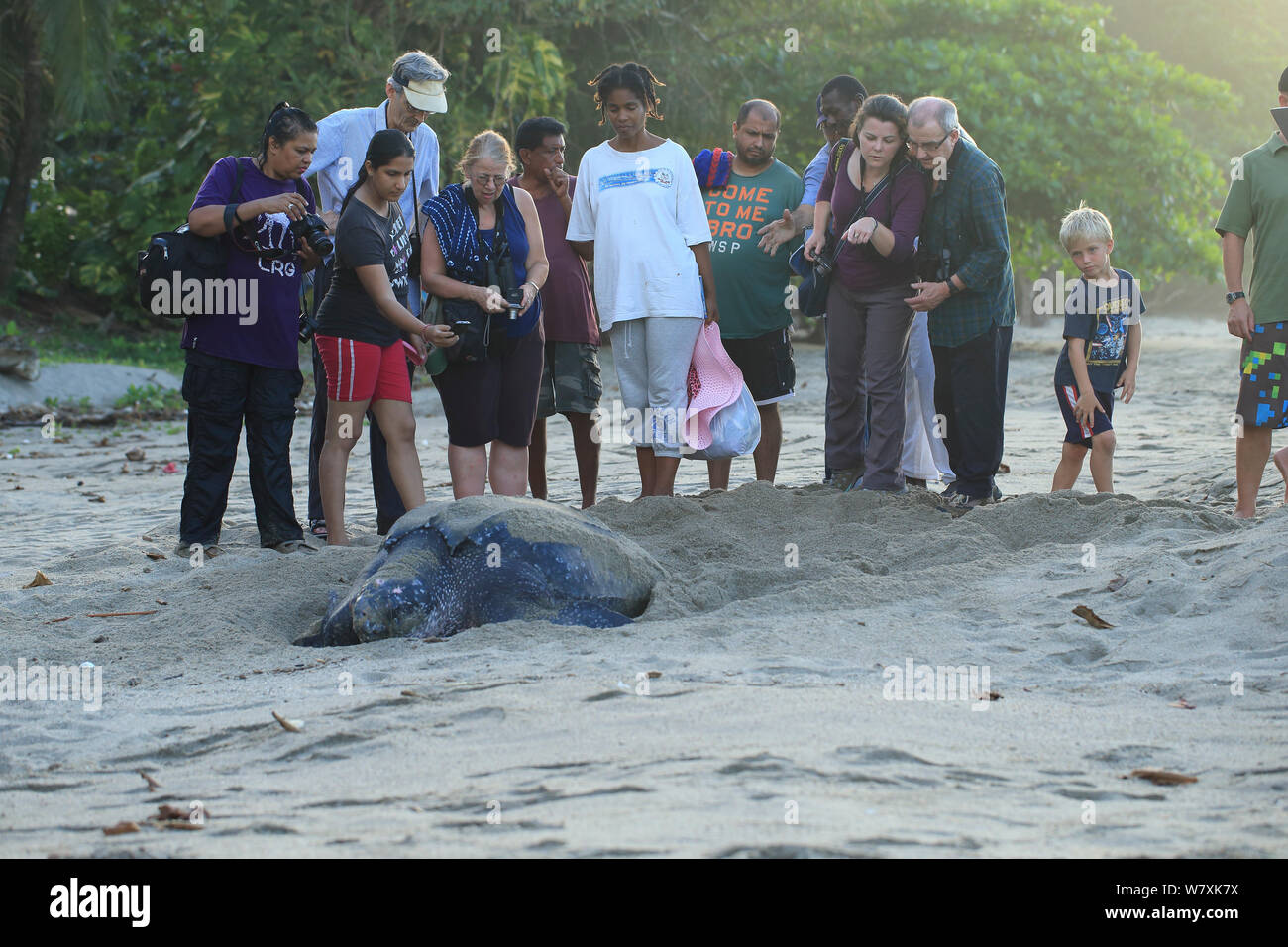 Les touristes regardant Tortue luth (Dermochelys coriacea) pondre des œufs, Trinité-et-Tobago. Banque D'Images
